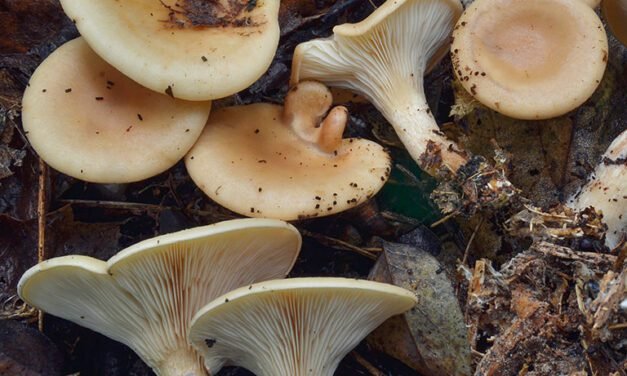 Un champignon contre la mucoviscidose sur Adorablshop