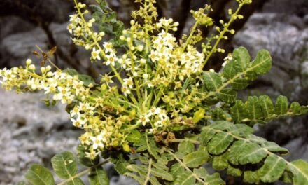 Les bienfaits des plantes : focus sur le boswellia sur Adorablshop