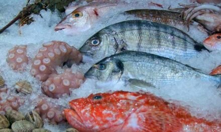 Guide sur les poissons de saison : choix écologique pour une alimentation responsable
