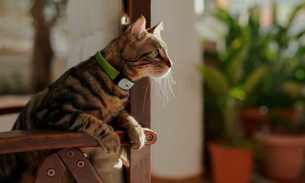 Kippy CAT : le collier GPS révolutionnaire pour suivre l’activité et la santé de votre chat