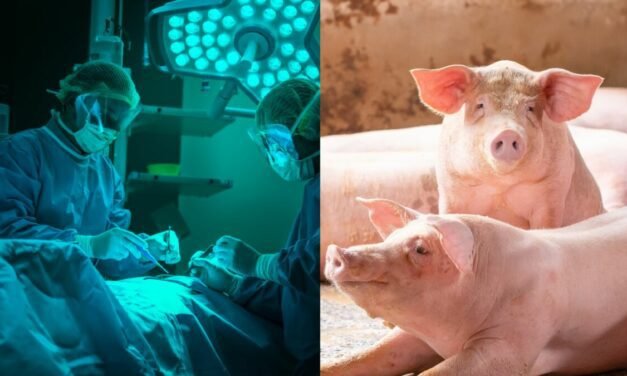 Un rein de porc greffé dans un corps humain depuis plus d’un mois : avancée médicale remarquable